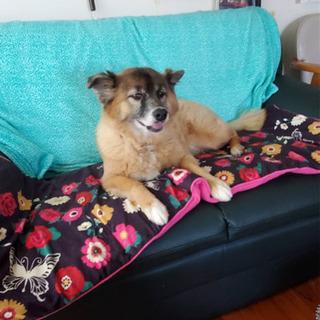 ミックス犬