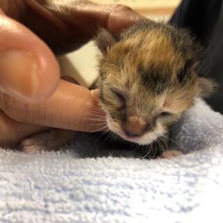 生まれたばかりの子猫の里親を募集します（至急のお願い）