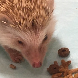 ハリネズミの里親募集です。
