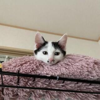 おっとり系のシロクロ子猫