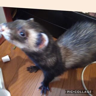 フェレット　決まりました。