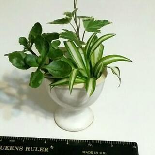 🌟寄せ植え🍀観葉植物いろいろ アレンジ可