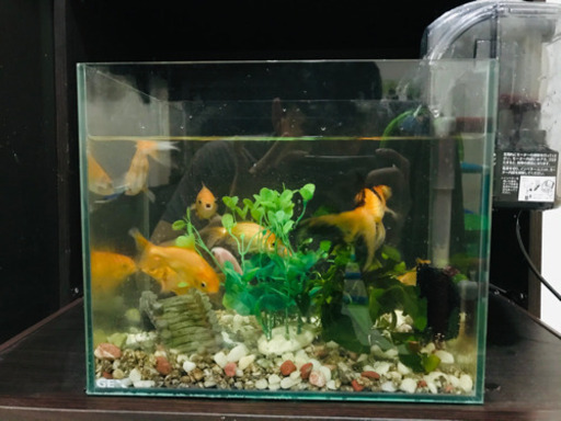 金魚9匹　GEX 水槽 GEXらくらくフィルターM