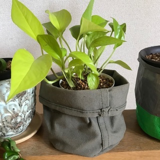 DAISO 観葉植物 名称失念 ＋ Puebco 布カバー