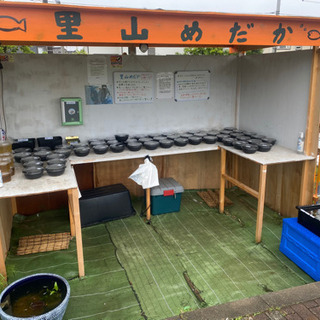 メダカとタマミジンコ　改良めだか無人販売所　5/21出店