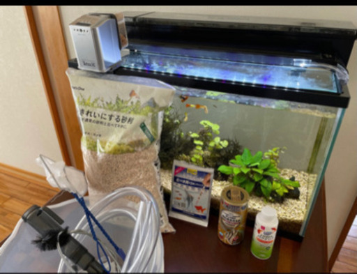 （取引中）熱帯魚セット　グッピー　ネオンテトラ　水槽など