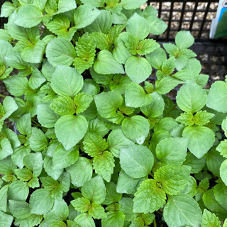 大葉　しそ　大葉苗　野菜　苗　②