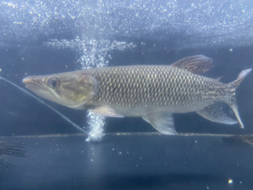 大型魚 古代魚