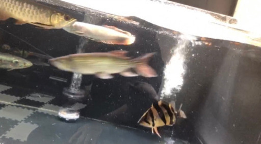 大型魚 古代魚