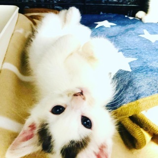☆母猫に　放置されてしまった赤ちゃん猫　姉妹☆