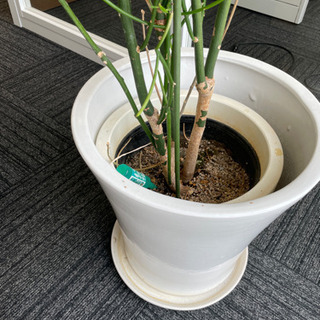 観葉植物①の画像
