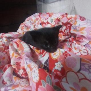 【募集終了】里親募集　黒猫　生後1ヶ月