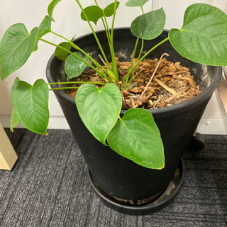 観葉植物②