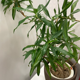 観葉植物③