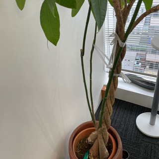 観葉植物④の画像