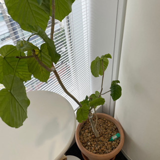 【受渡決定】観葉植物⑤