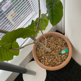 【受渡決定】観葉植物⑤の画像