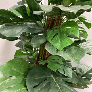 観葉植物（フェイク）の画像