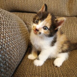 可愛い仔猫４兄弟の里親募集