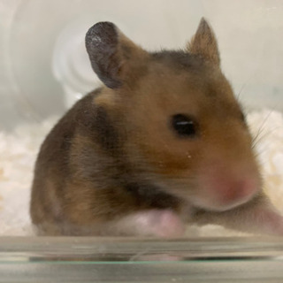 サテンハムスター