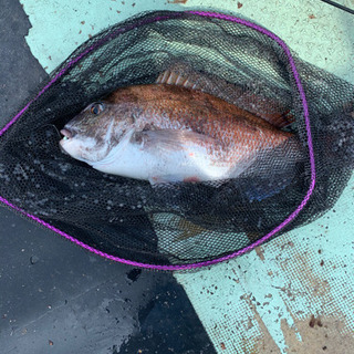陸奥湾真鯛釣り