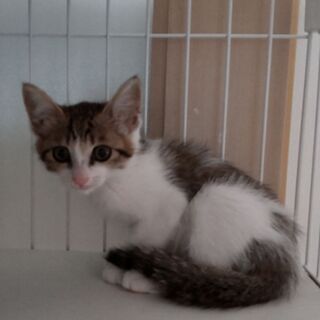 サバ系シャーシャー子猫です