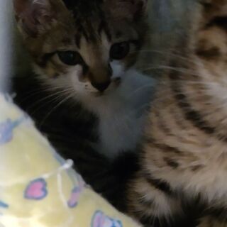 ほくろキジ白ちゃん
