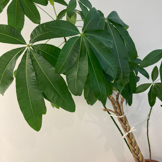 観葉植物④の画像