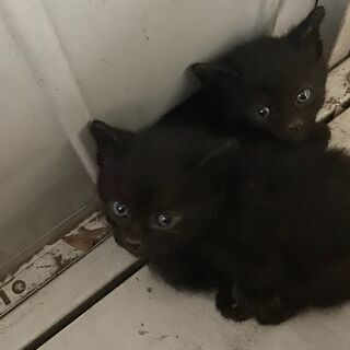 ☆★生後3週間★☆真っ黒子猫2匹 ～～～激カワユイです (❁´◡`❁)