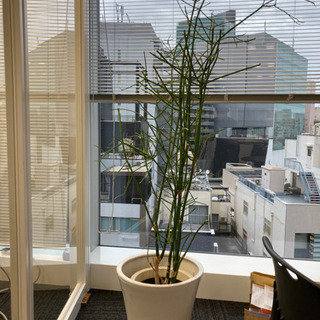 観葉植物①