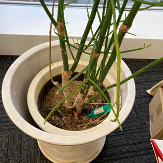 観葉植物①の画像