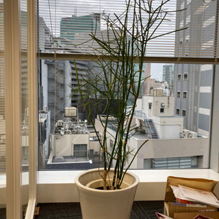 観葉植物①の画像