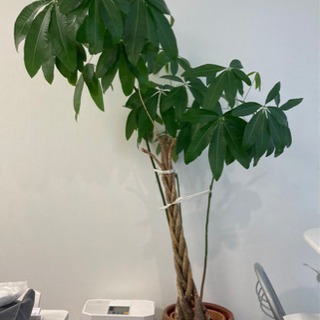 観葉植物④
