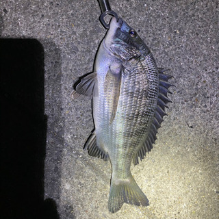 釣り仲間募集！！