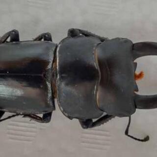 シェンクリングオオクワガタ幼虫①の画像
