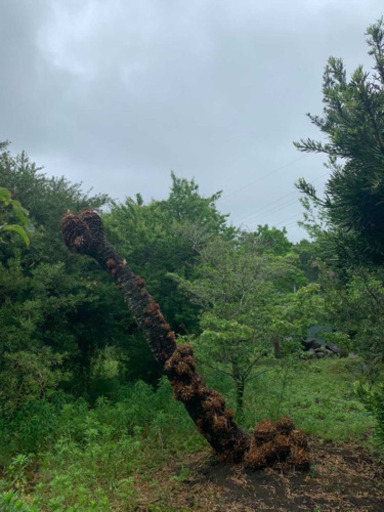 ソテツ 門被り 高さH3m