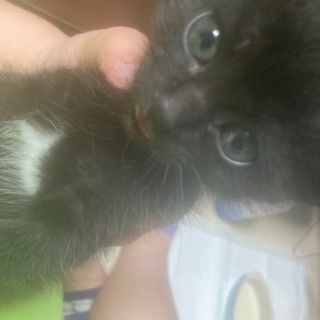 ねこの赤ちゃん