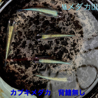 NKメダカCLUB カブキメダカ　背びれなし　有精卵　20個+α