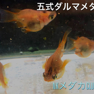 NKメダカCLUB 五式ダルマメダカ　有精卵10個+α