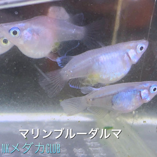 NKメダカCLUB マリンブルー　ダルマメダカ　有精卵10個+α