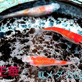 NKメダカCLUB 王華　有精卵10個+α