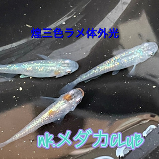 NKメダカCLUB サファイア三色ラメ体外光　有精卵　10個+α