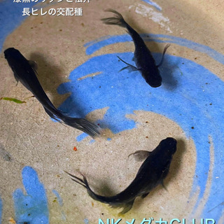 NKメダカCLUB サタン長ヒレ　有精卵10個+α