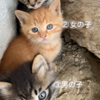 保護猫さんの里親さん※交渉中【届出確認済】