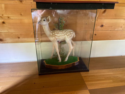 小鹿の剥製　本物です