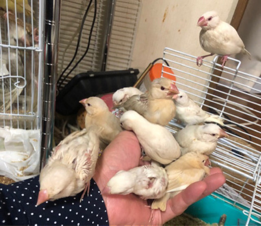 手乗り文鳥、インコの雛、小動物の販売 (カズリン) 塚本のペット