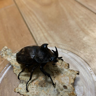 サビイロカブトの幼虫