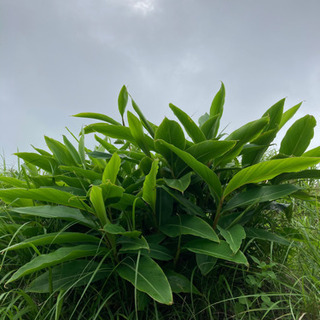 ムーチー　月桃　葉の画像