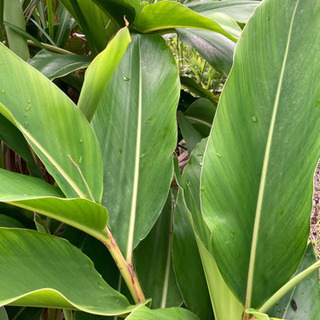 ムーチー　月桃　葉の画像