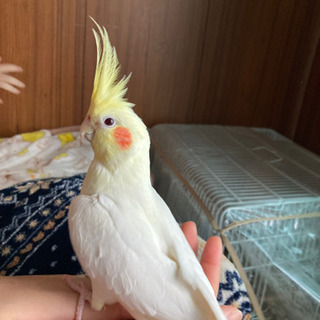 オカメインコ ルチノー 